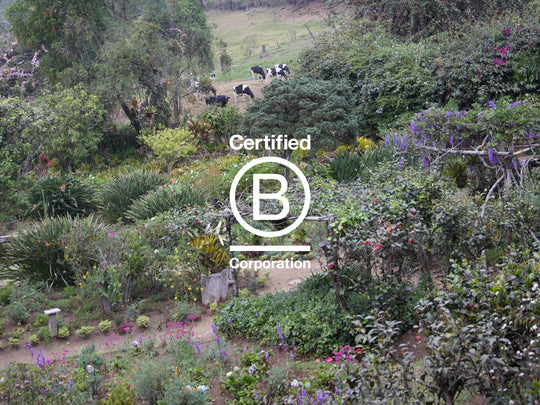 Our B Corp Recertification