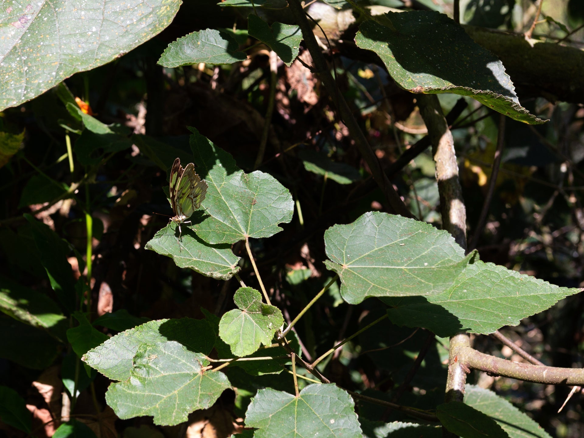 Celebrating Biodiversity in Specialty Coffee