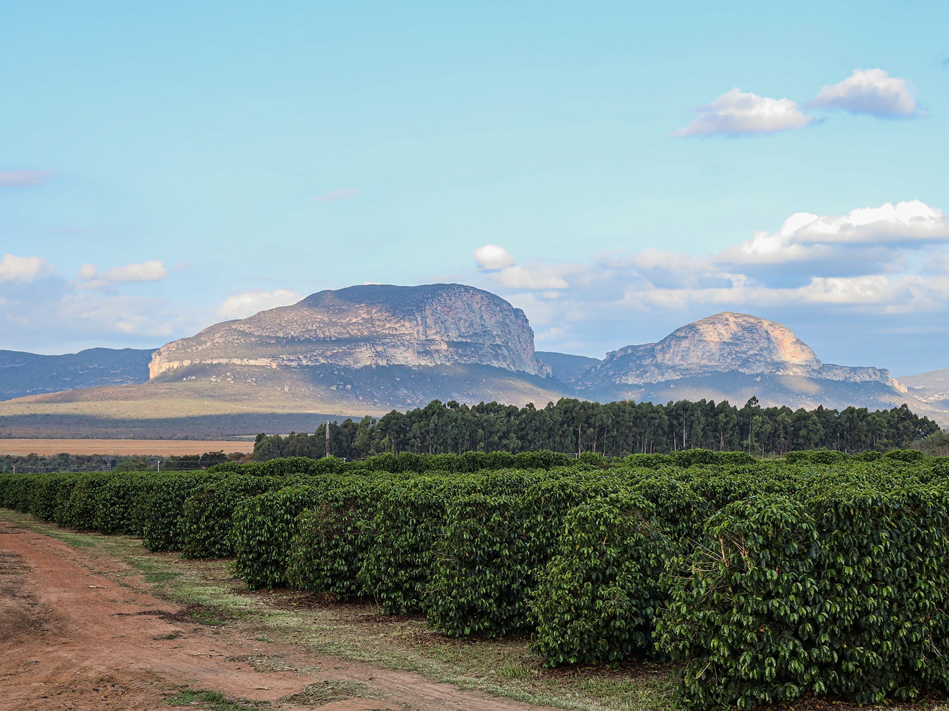 A Decade with Fazenda Progresso