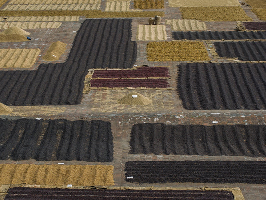 Guide to Coffee Processing