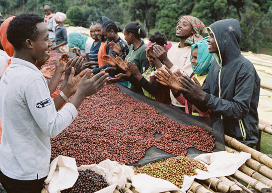 Two Sweet & Distinctive Ethiopian Coffees