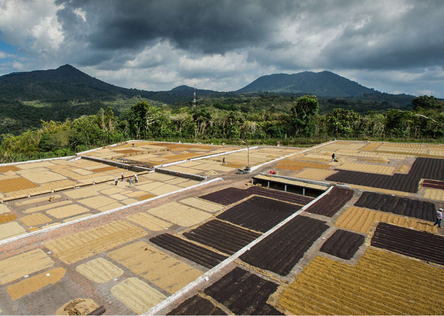 Guide to Coffee Processing