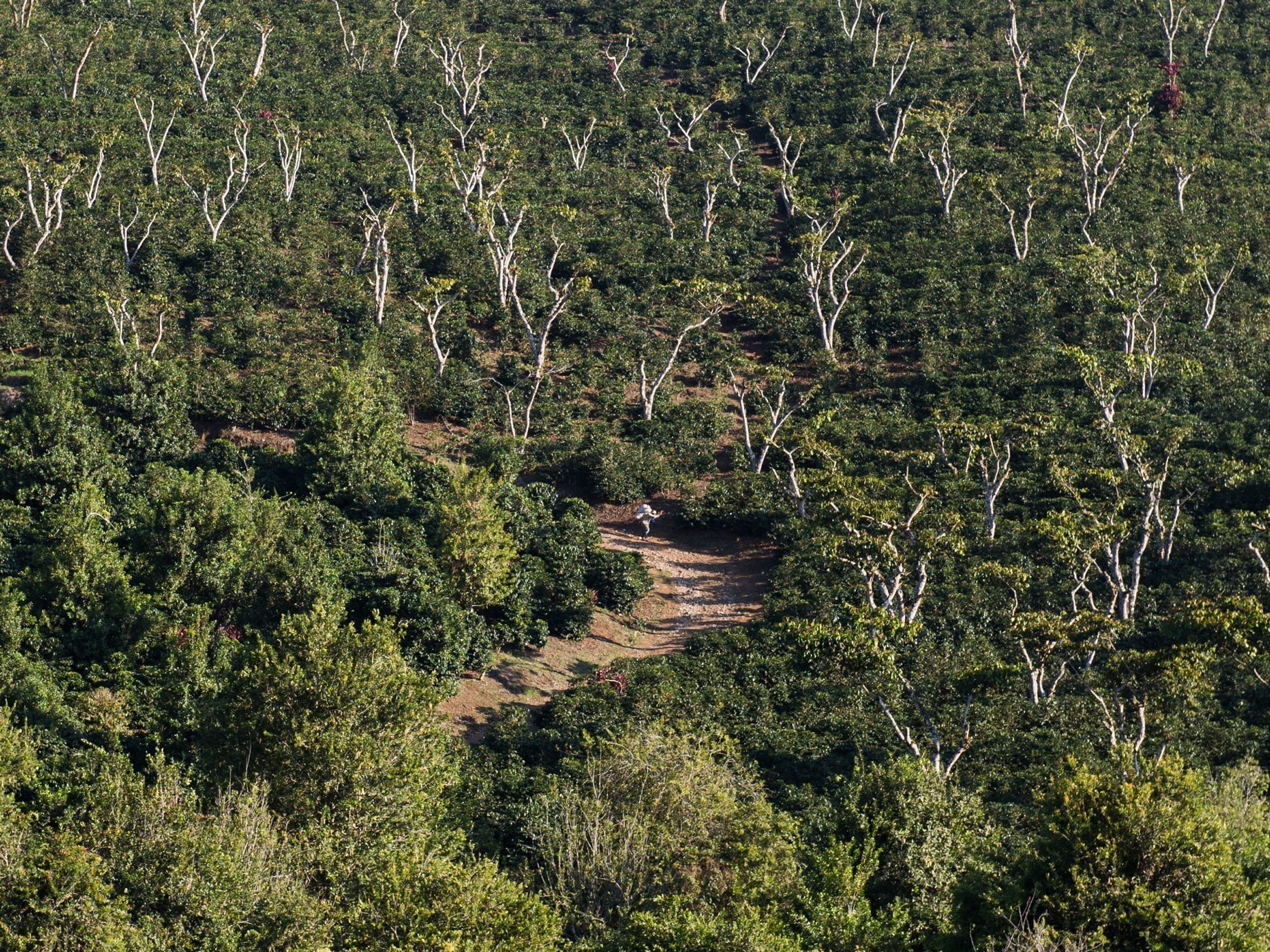 A new-season coffee from Santa Isabel Estate