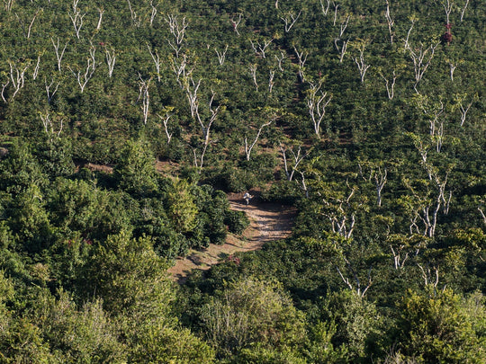 A new-season coffee from Santa Isabel Estate