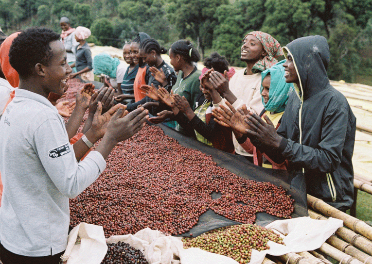 Two Sweet & Distinctive Ethiopian Coffees